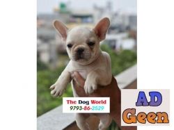 French BullDog Heathy and Vaccinated Puppies available 9793862529